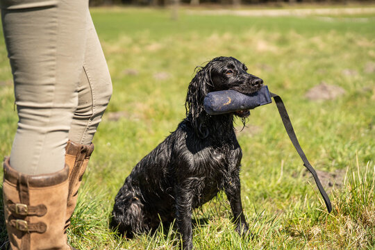 Black Field Trial Cocker Spaniel Holding Training Dummy &ndash; Focused Working Gundog During Retrieve Training