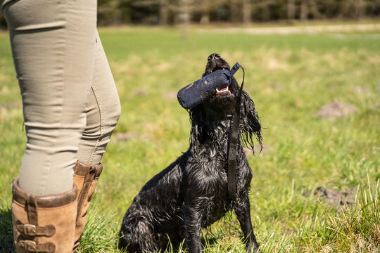 Black Field Trial Cocker Spaniel Holding Training Dummy While Looking Up &ndash; Focused Gundog Awaiting Retrieve Delivery
