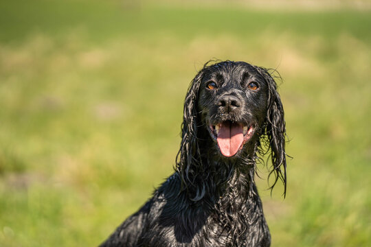 Wet Black Field Trial Cocker Spaniel Looking at Camera &ndash; Intense Portrait of Focused Working Gundog