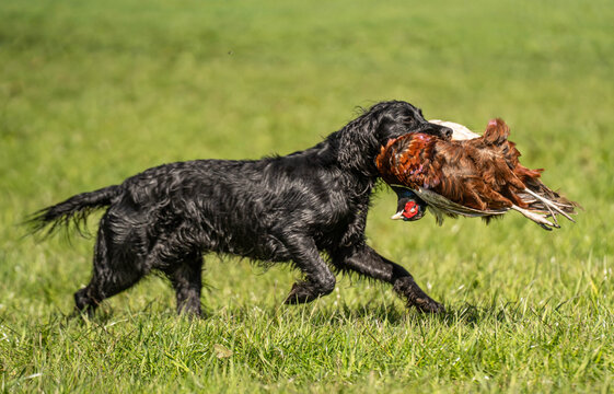 Field Trial Cocker Spaniel Retrieving Pheasant Across Grassland &ndash; Skilled Working Gun Dog in Action