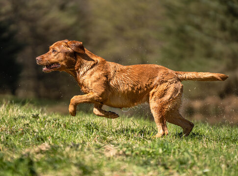 Red Fox Labrador Retriever Running in Sunshine Across Grass &ndash; Active Gundog in Motion, Side View