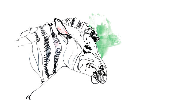 新緑の背景とシマウマの手描き水彩イラスト
Hand-drawn watercolor illustration of a zebra with green accent