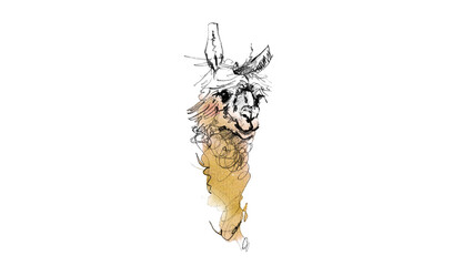 Fototapeta premium おしゃれなアルパカの手描き水彩イラスト Hand-drawn watercolor illustration of a stylish alpaca