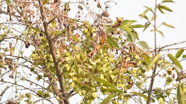 Fruits of Dioscorea oppositifolia. It is a type of yam Dioscorea native to the Indian subcontinent. This is a vine that has climbed up the tree.