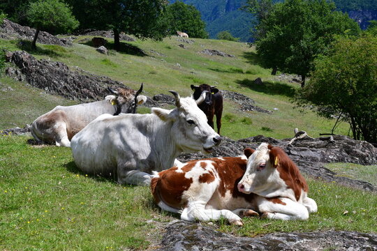 K&uuml;he auf der Weide auf Castelfeder in S&uuml;dtirol 