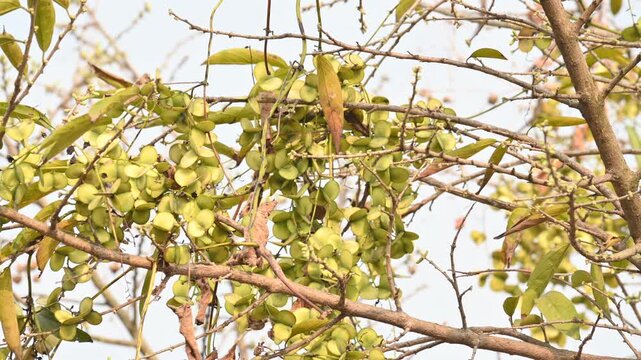 Fruits of Dioscorea oppositifolia. It is a type of yam Dioscorea native to the Indian subcontinent. This is a vine that has climbed up the tree.