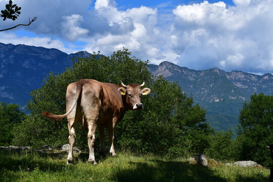 Eine Kuh auf der Weide auf Castelfeder in S&uuml;dtirol 