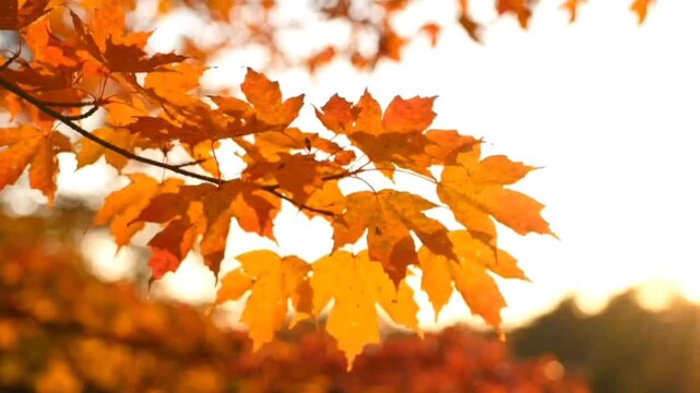 Autumn maple leaves on branch swaying gently in soft breeze during golden hour sunset creating beautiful warm nature background with orange foliage and light.