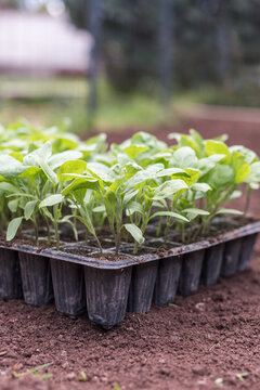Eggplant seedlings growing in plug tray on cultivated garden soil