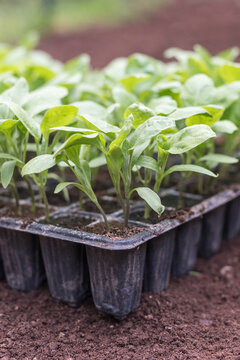 Young eggplant plants in nursery tray ready for transplanting