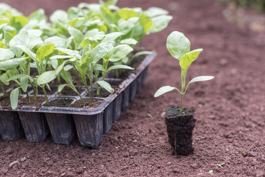 Close-up of eggplant seedling roots and nursery tray