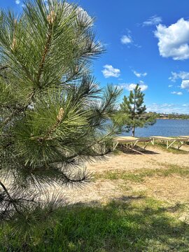 Scenic Riverside Beach with Pine Tree and Sunbeds under Blue Sky
