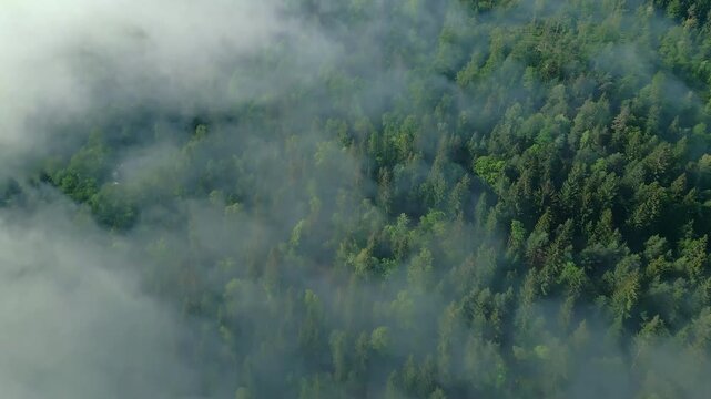 An aerial view captures a tranquil, mist-covered forest where dense green trees and soft clouds create a serene landscape, exuding tranquility and highlighting nature's untouched beauty.