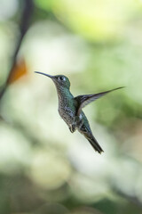 Fototapeta premium The image shows a hummingbird emerald sapphire (Chionomesa lactea).