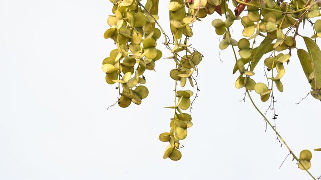 Fruits of Dioscorea oppositifolia. It is a type of yam Dioscorea native to the Indian subcontinent. This is a vine that has climbed up the tree.
