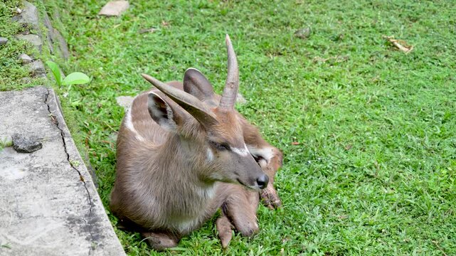 A Sitatunga or marshbuck resting on green grass in a zoo exhibit. 