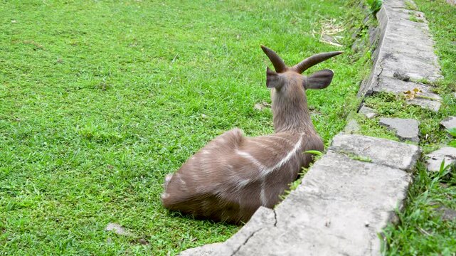 A Sitatunga or marshbuck resting on green grass in a zoo exhibit. View from behind showing its horns and white-striped fur.