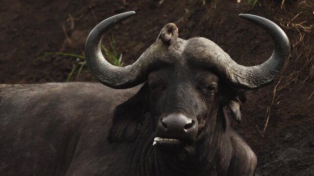 African buffalo portrait with oxpecker perched on its head, cleaning parasites from rough dark skin in warm savanna light, capturing a close wildlife interaction in natural African wilderness habitat