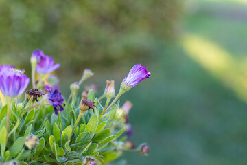 Obraz premium Close-up shot of spring flowers in a garden
