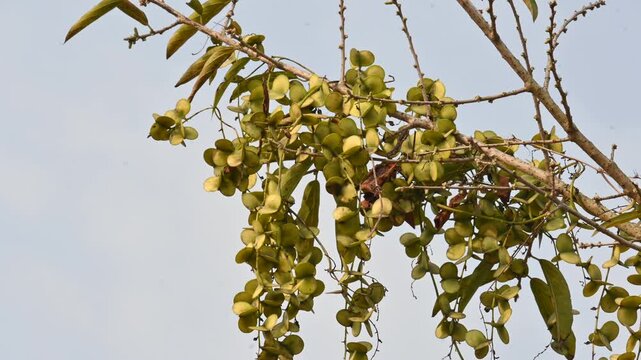 Fruits of Dioscorea oppositifolia. It is a type of yam Dioscorea native to the Indian subcontinent. This is a vine that has climbed up the tree.