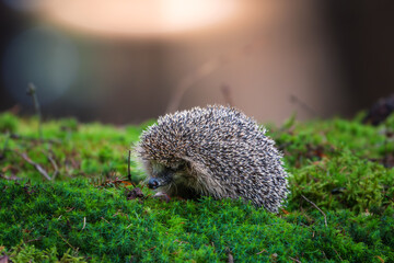 Cute small hedgehog sitting on bright green moss in beautiful  forest with soft golden backlight. © Rudolf