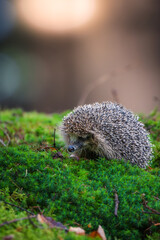 Cute small hedgehog sitting on bright green moss in beautiful  forest with soft golden backlight. © Rudolf