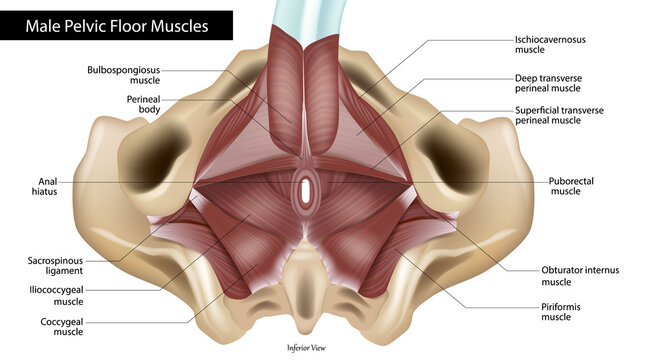 Detailed medical illustration of the male pelvic floor anatomy viewed from below, showing labeled pelvic diaphragm muscles, perineal structures, ligaments, and surrounding pelvic anatomy. 