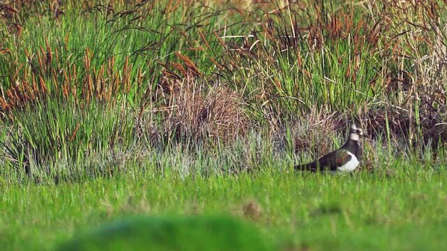 Northern Lapwing (Vanellus vanellus) standing  in green grass. Wildlife. Slow motion.