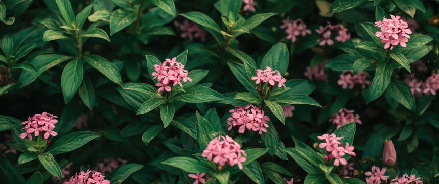 Pink Pentas Flowers with Green Leaves Serene Garden Landscape, Vivid Colors