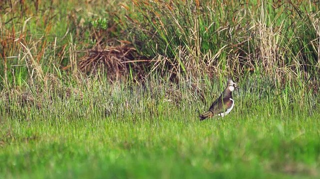 Northern Lapwing (Vanellus vanellus) standing  in green grass. Wildlife. Slow motion.