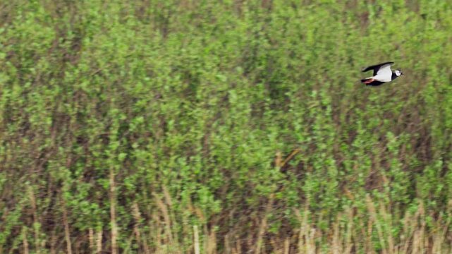 Northern Lapwing (Vanellus vanellus). A lapwing flies low over a green lawn. Slow motion.