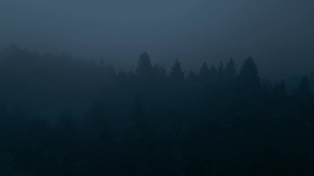 An aerial view captures a serene forest landscape enveloped in mist, with tall trees standing quietly under a blanket of clouds, exuding tranquility and showcasing natural beauty.