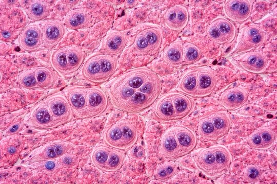 Detailed liver histology highlighting binucleated cells and nuclear enlargement indicating polyploidy
