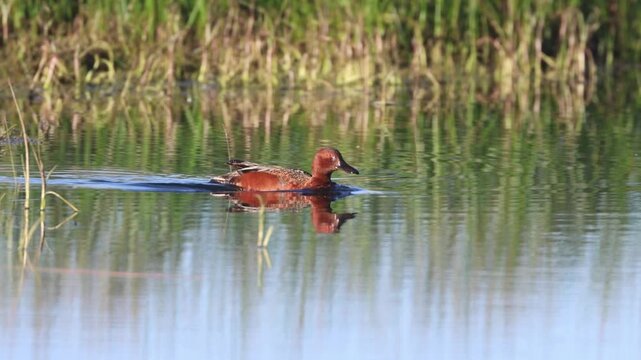 Cinnamon teal drake (Spatula cyanoptera) swimming near a weedy marsh shoreline at McCoy Flat Reservoir, Lassen County, California.