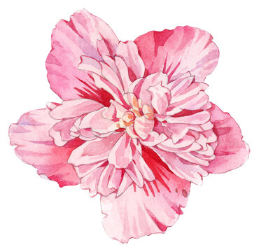 Pink Hibiscus syriacus Flower Watercolor Illustration