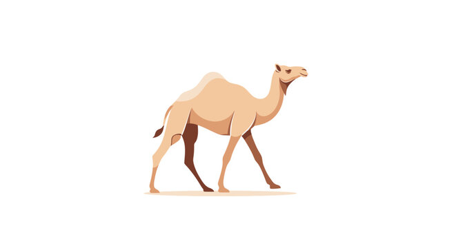 Camel walking on sandy terrain slowly.