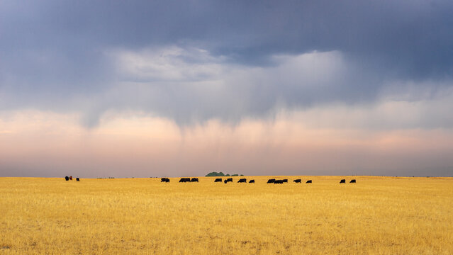 Cattle Grazing On A Grassy Plain