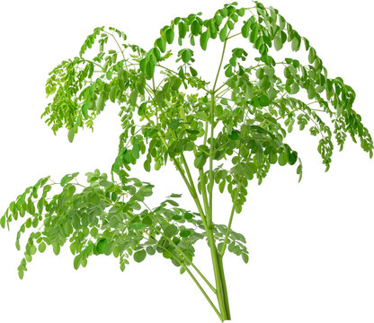 Fresh organic moringa leaves (Moringa oleifera) isolated on a transparent background, PNG alpha channel.