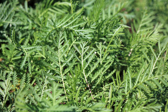 Macro image of new Tansy foliage in Spring, Derbyshire England
