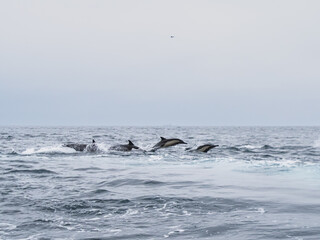 Fototapeta premium Dauphins