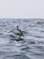 Obraz premium Dauphins