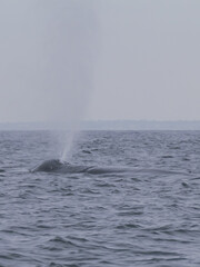 Fototapeta premium Baleine bleue