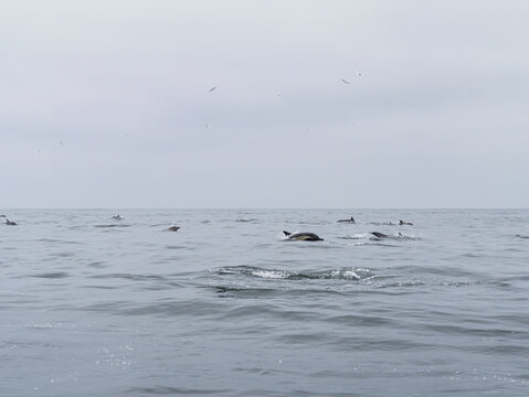 Dauphins