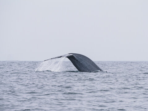 Baleine bleue