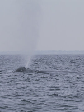 Baleine bleue