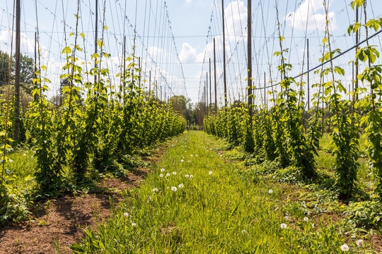 champs de houblon