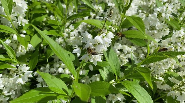 A honey bee pollinating white Deutzia gracilis flowers.