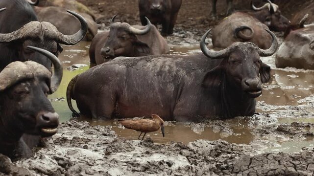 Large herd of African buffaloes relaxing in muddy water under intense savanna heat, using thick mud for cooling and protection from insects and parasites in untamed African wilderness landscape