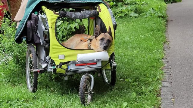 Senior dog resting in pet stroller on urban sidewalk