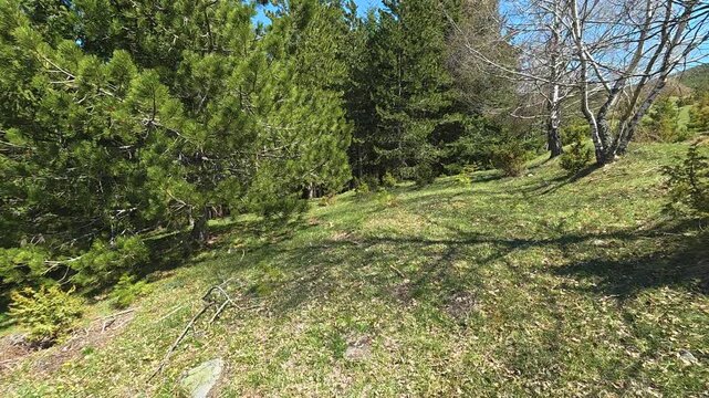 Green grass slopes upward toward dense pine trees. Mount Goc, Ljukten peak. Balkans, Serbia